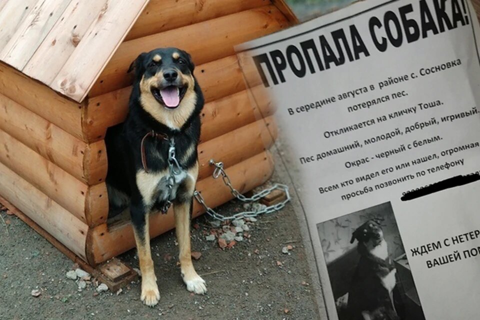 Семья два месяца искала Тошку. И когда надежды уже не осталось, произошло чудо. Фото: личный архив героев.