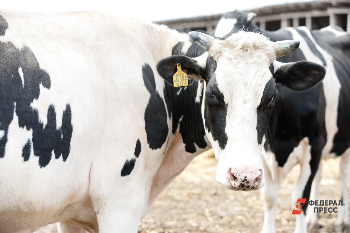 Коровы гуляют по улицам Тыргана уже второй день.  Фото: ФедералПресс / Евгений Поторочин