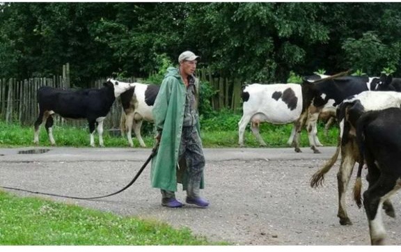 Так пастух гнал стадо по центру  , на окраине села дорога шла в гору и асфальта как не было так и нет. 