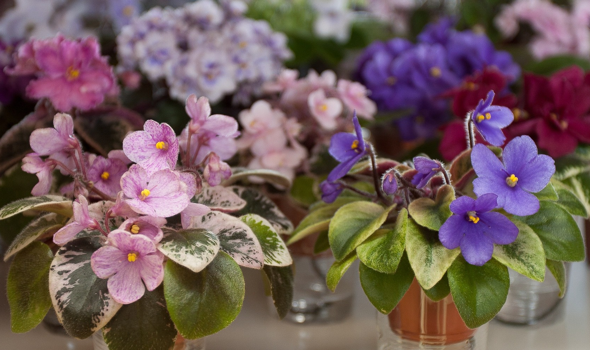 фото из интернета