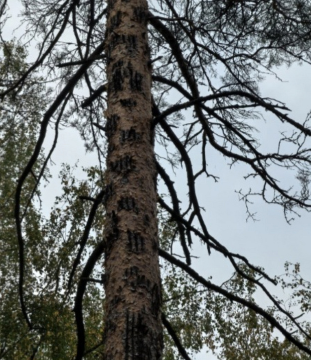    В Котельничском районе нашли «маникюрный салон» для медведей