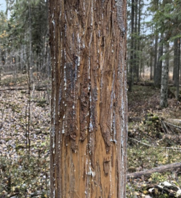    В Котельничском районе нашли «маникюрный салон» для медведей