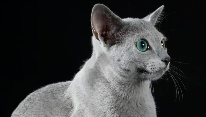 Самый красивый кот в мире. Фото: kz.kursiv.media