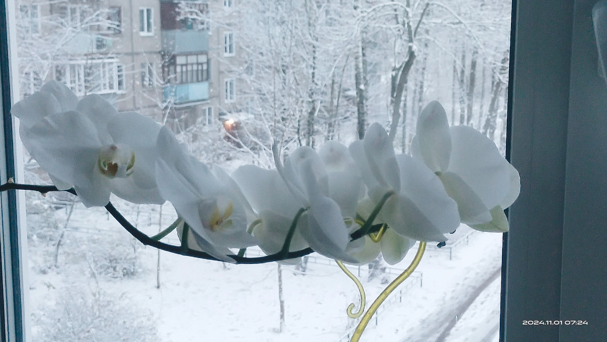 Фото автора. 1 ноября 2024 года. 