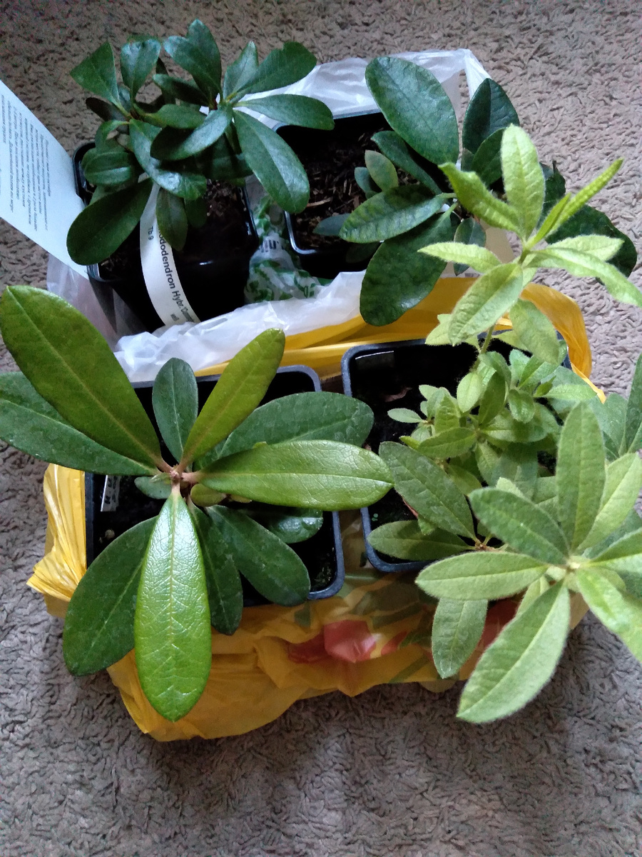 Очень радовалась покупке рододендронов. 