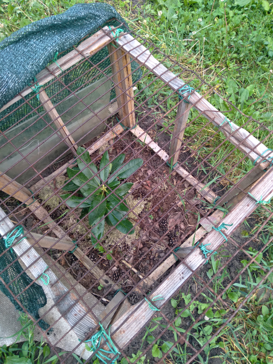 Рододендрон под укрытием, которое я смастерила из пчелиных рамок. В таком виде укрытие защищает от домашних животных, а на зиму укутывается материалом. 