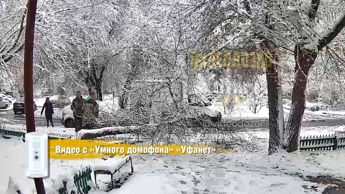    В Орске упавшее дерево чуть не покалечило женщину, которая проходила мимо