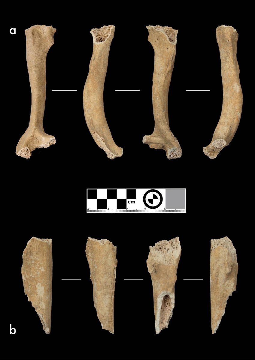 Плечевая и фрагмент бедренной AZ-III-3.