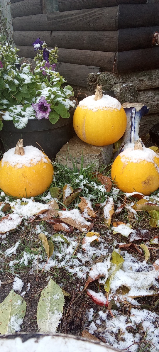 Петунии выдержали и снег и заморозки, цвету себе дальше.