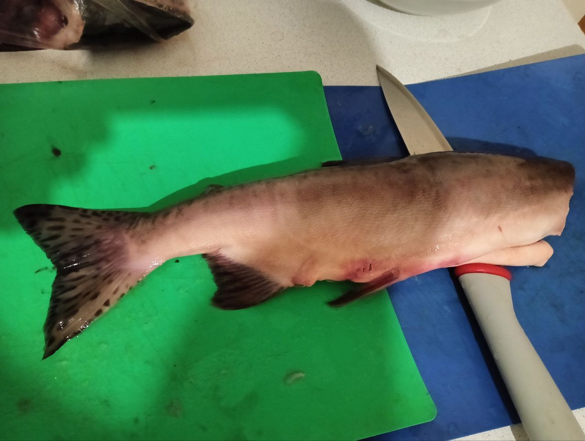 Рыбный день