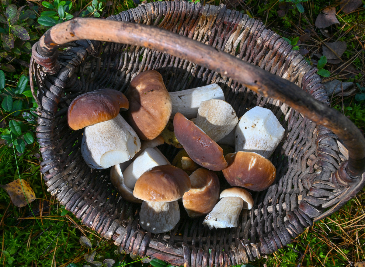 Фото: Patrick Pleul / Globallookpress.com 