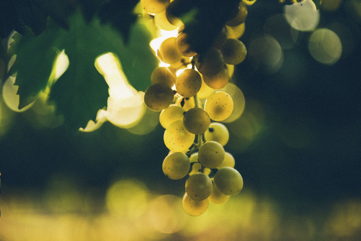 Виноградник // Туристический портал Республики Крым, Константин Крестьянинов