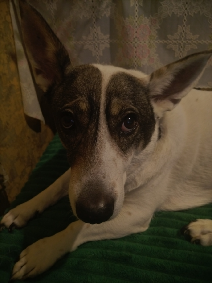 Привет от Зефирки 😉