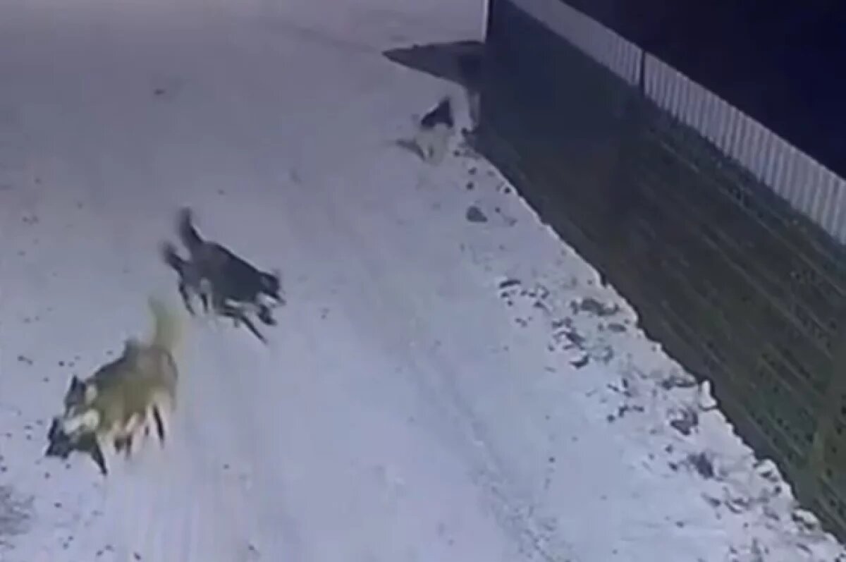    В Заволжском районе Ярославля свора хаски нападает на других собак