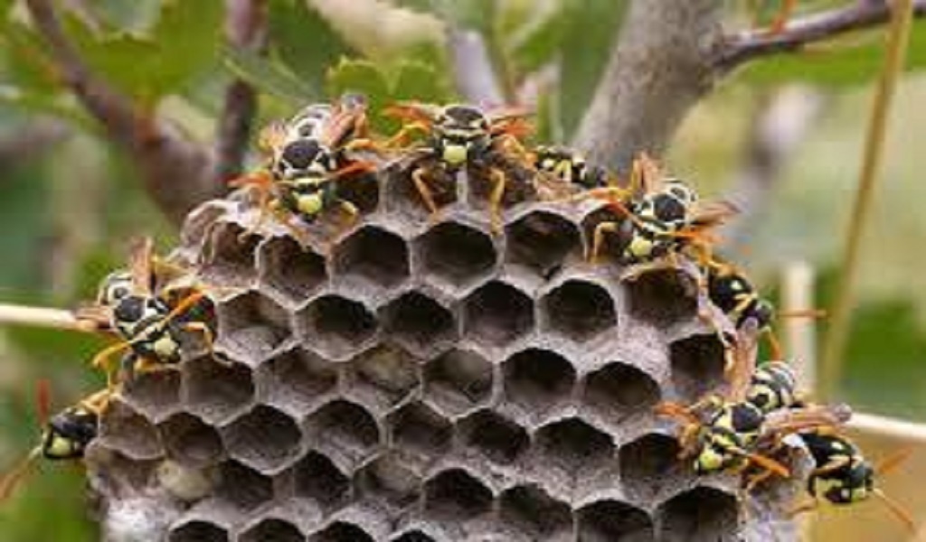 Как эффективно избавиться от осиного гнезда на балконе? Фото из открытых источников