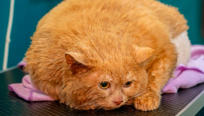 Кота КРошика раскормили до 17 килограммов. Фото: ura.news