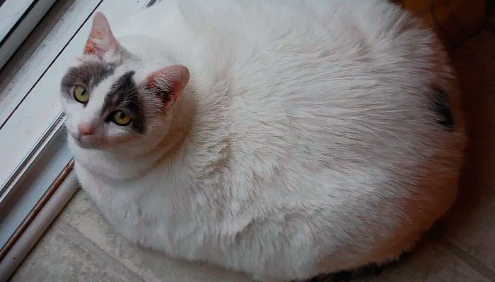 Ветеринар советует не перекармливать животное и следить, чтобы оно больше двигалось. Фото: koshka.top