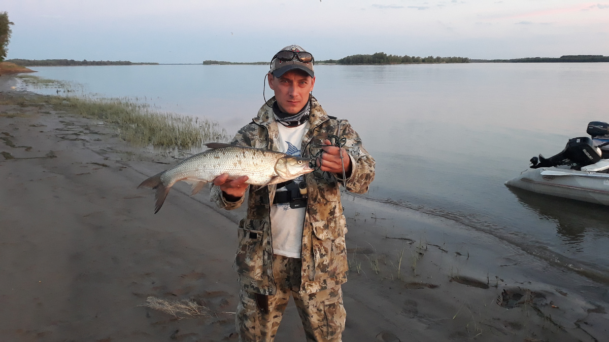 Жерех на нижней Волге. Фото взято из личного архива. 