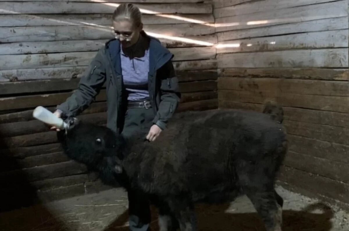    В зоопарк Воронежа приехали новые питомцы – шестимесячный бизон и игрунка