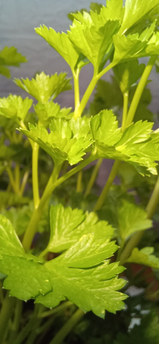 Петрушка из огорода, осенью перебралась домой