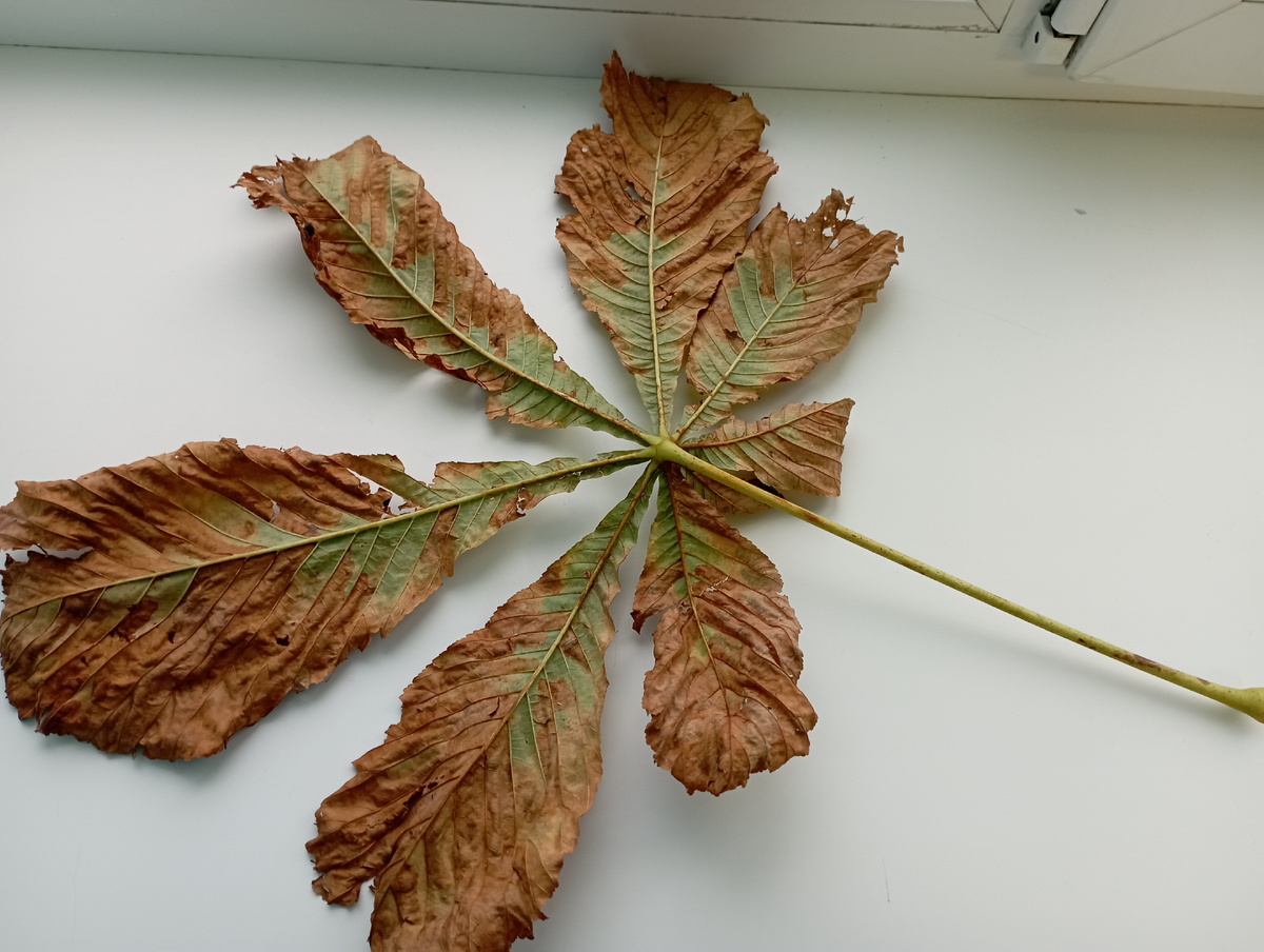 Вот такая махина на дороге лежала