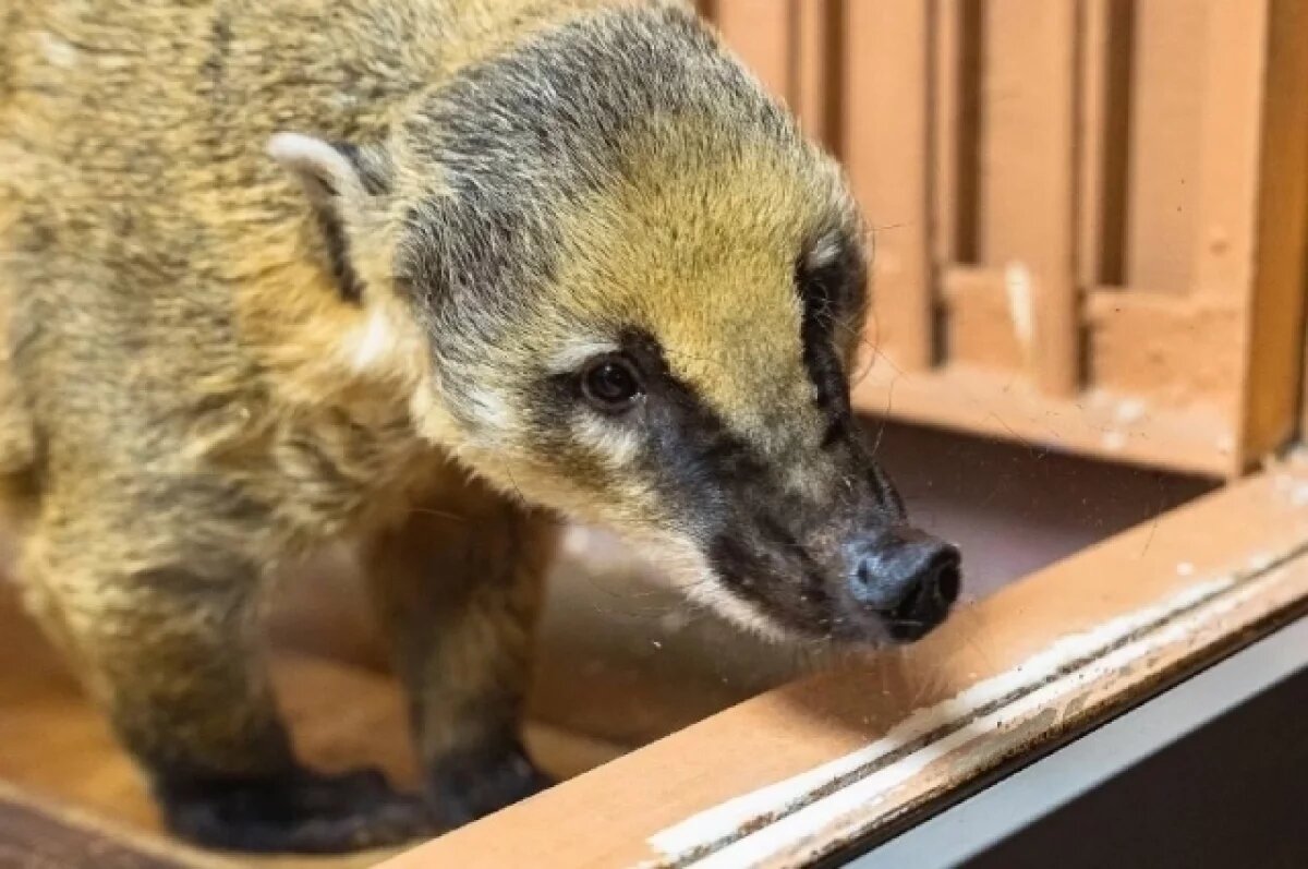    В красноярском парке флоры и фауны «Роев ручей» носухи осваивают вольер