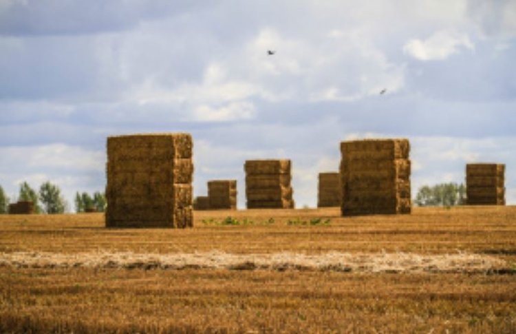    В Липецкой области подвели итоги кормозаготовки 2024