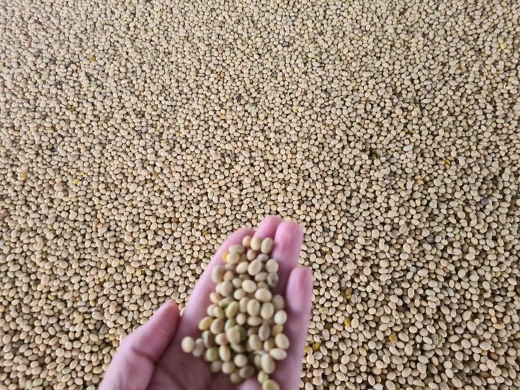    Соевый рекорд для региона поставили тамбовские аграрии в этом году