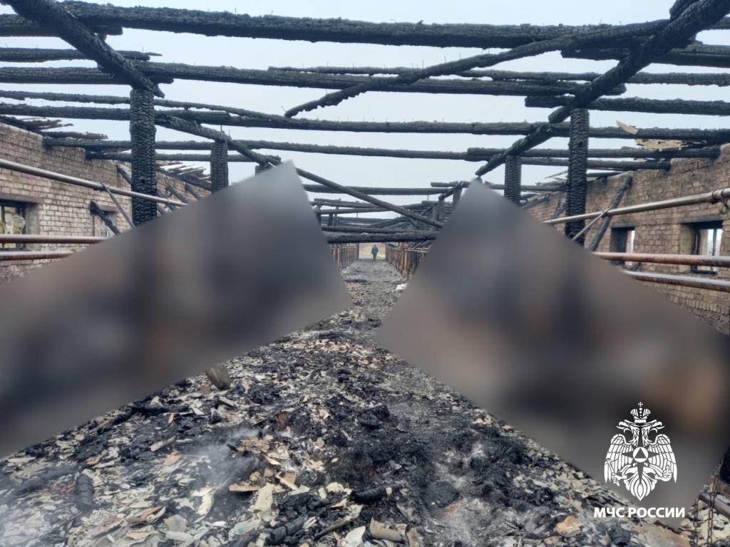 На ферме в Тверской области в пожаре погибло 19 коров