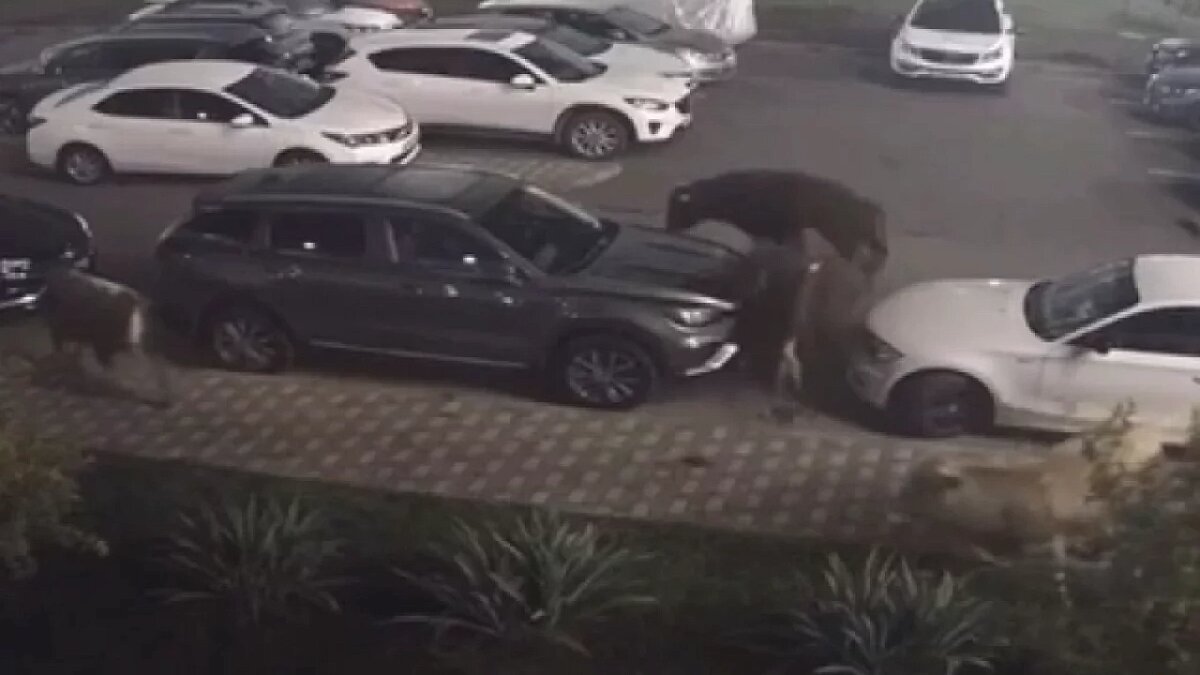    Фото: тг-канал Sochi Today