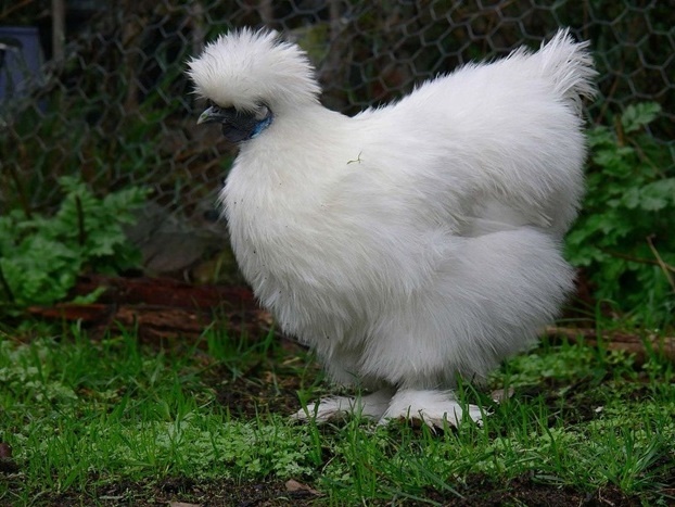 Белая Ворона