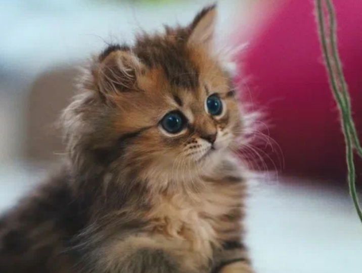 О чем не стоит забывать, когда взяли в дом котенка