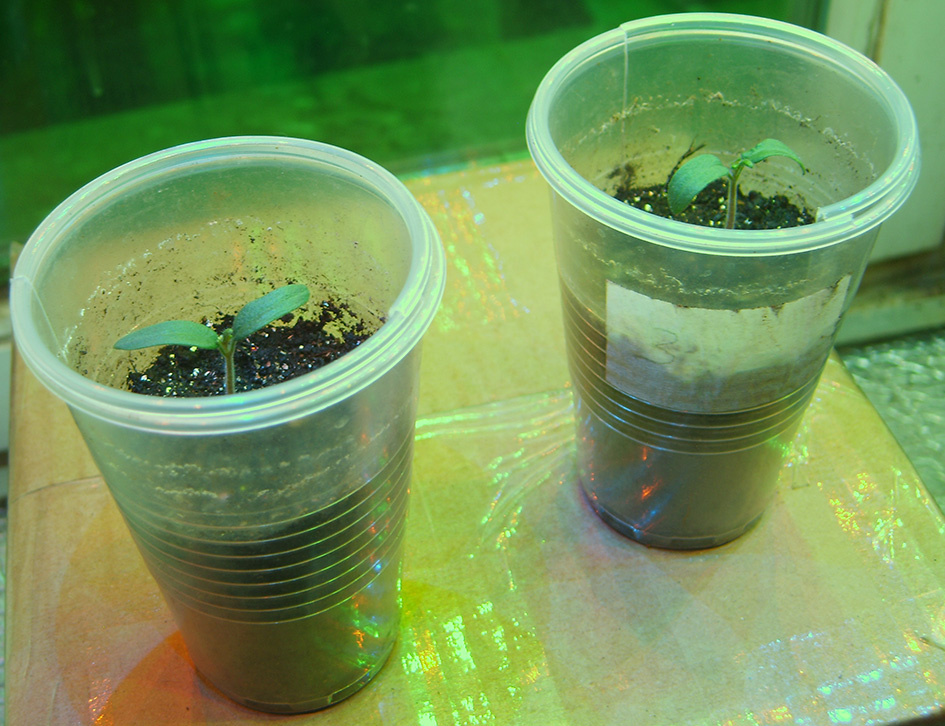 Вот так выглядили томатики на 14 октября