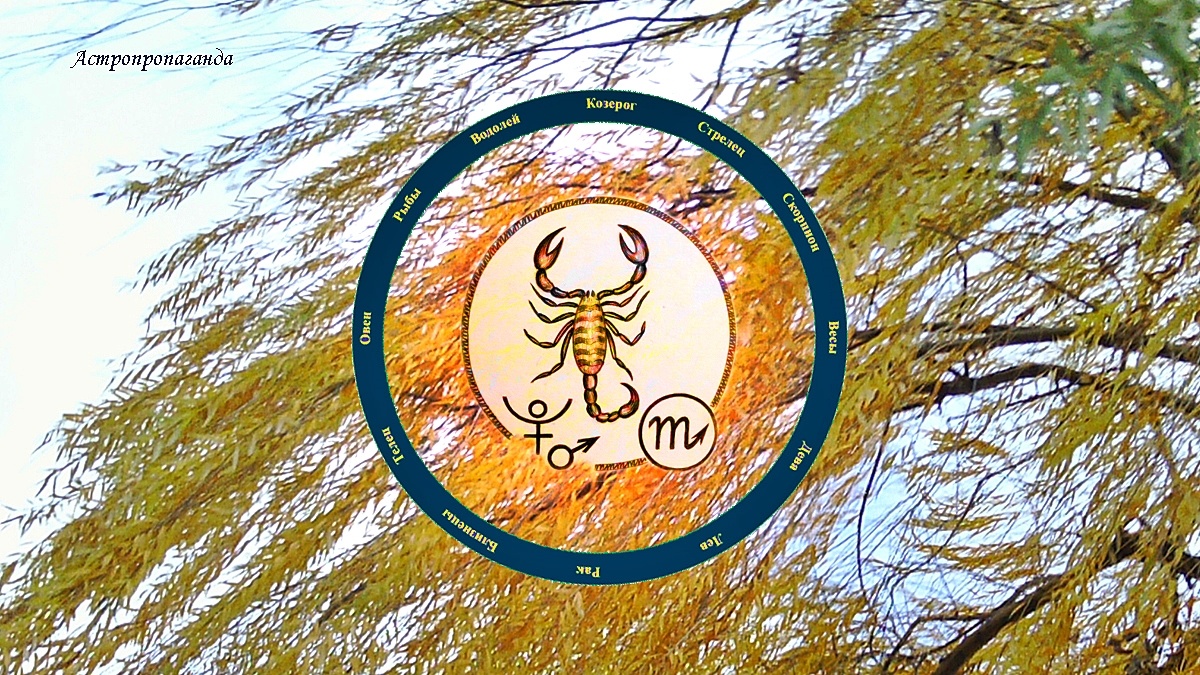 Знак Скорпиона: гороскоп на ноябрь 2024 | Гороскоп для Скорпиона с 4 ноября по 1 декабря 2024. 