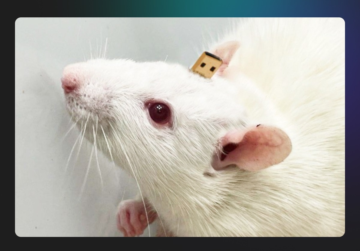 Изображение: Neiry  📷
