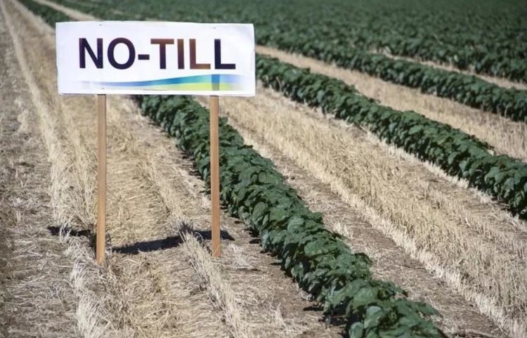    Более 30 сельхозпредприятий и более 20 крестьянских хозяйствах Ставрополья работают по No-till