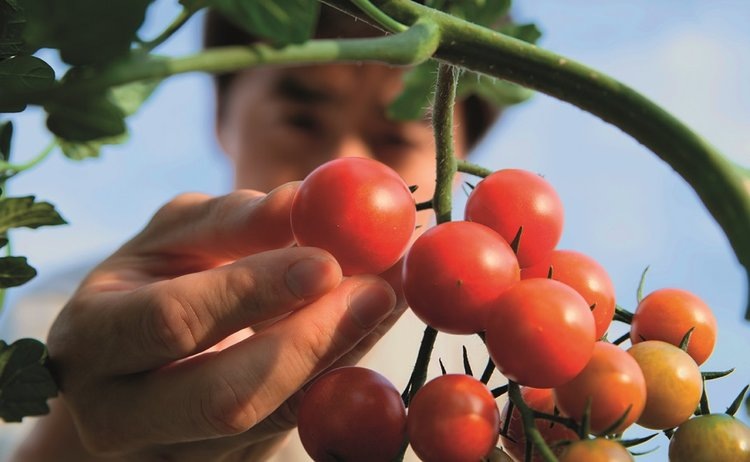    Россияне увеличили потребление овощей на треть