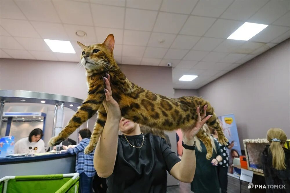 Выставка кошек брянск 2025 тц соловьи. Выставка кошек. Выставка кошек Томск. Выставка кошек ВДНХ. Выставка кошек Воронеж.