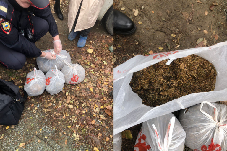    У жителя Орска полицейские изъяли более 2 килограммов марихуаны Оренбуржье