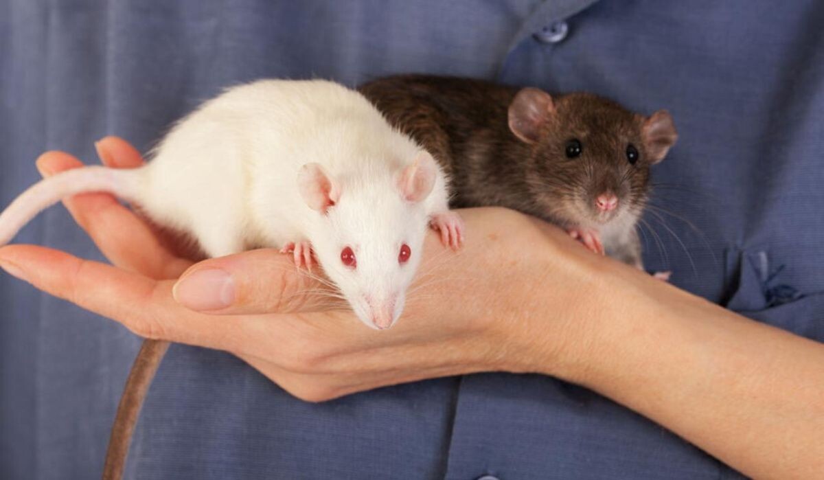     Крысы. Источник: gazeta.ru Автор фото: Анатолий Петров