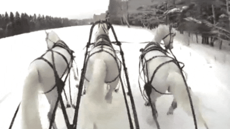 Разноаллюрное движение тройки. Смотрите внимательно на среднюю лошади - она бежит рысью. А боковые пристяжки - галопом.