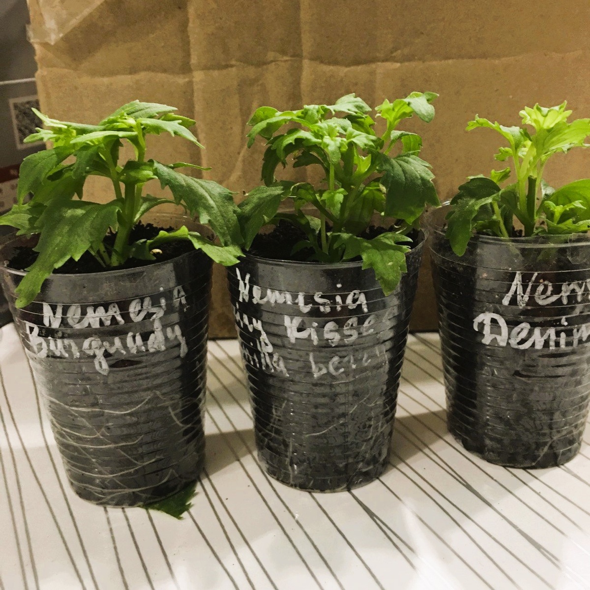 Мои малышки