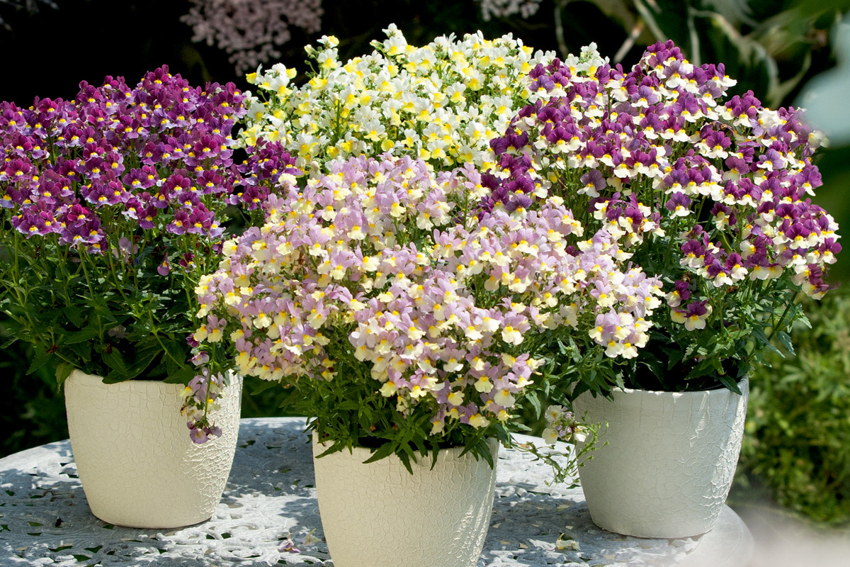 Будут вот такими