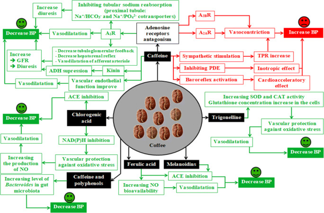 Влияние основных соединений, содержащихся в кофе, на артериальное давление. A1R — аденозиновый рецептор A1; A2AR — аденозиновый рецептор A2A; A2BR — аденозиновый рецептор A2B; СКФ — скорость клубочковой фильтрации; ФДЭ — фосфодиэстераза; АПФ — ангиотензинпревращающий фермент; ОПСС — общее периферическое сопротивление; СОД — супероксиддисмутаза; КАТ — каталаза; АД — артериальное давление; NO — оксид азота; НАД(Ф)Н — никотинамидадениндинуклеотидфосфатоксидаза 
