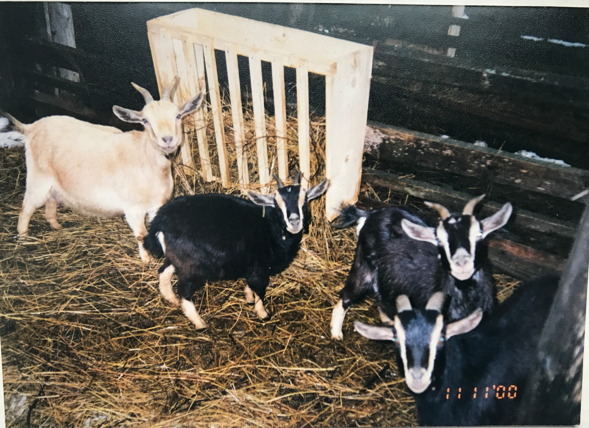 Фото из архива фермы 