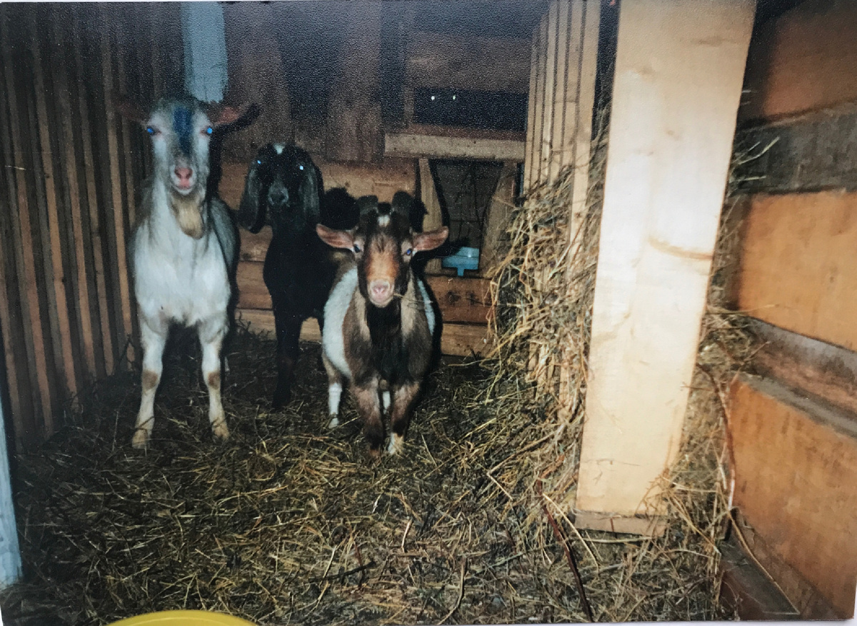 Фото из архива фермы