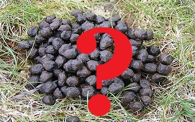 Козьи какашки.