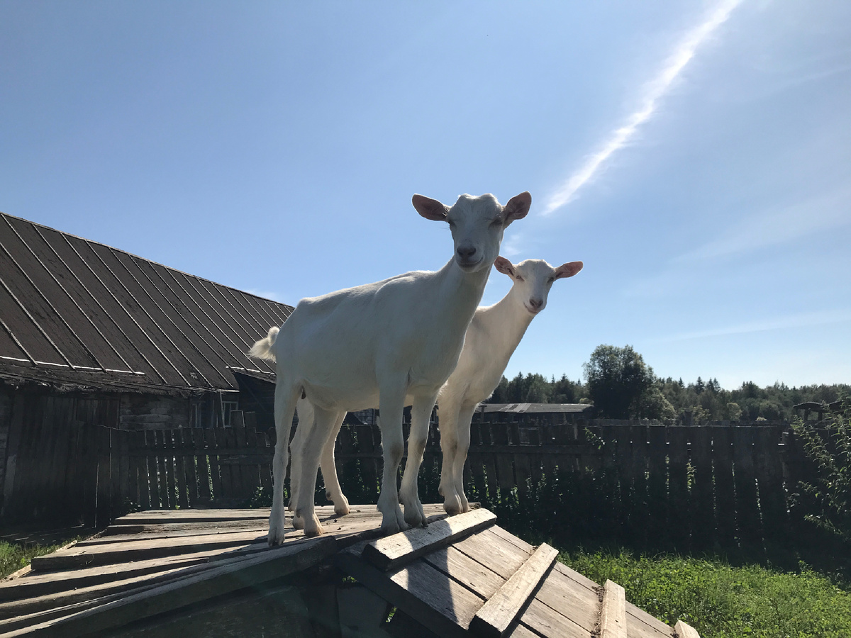 Фото автора. Это не они😁