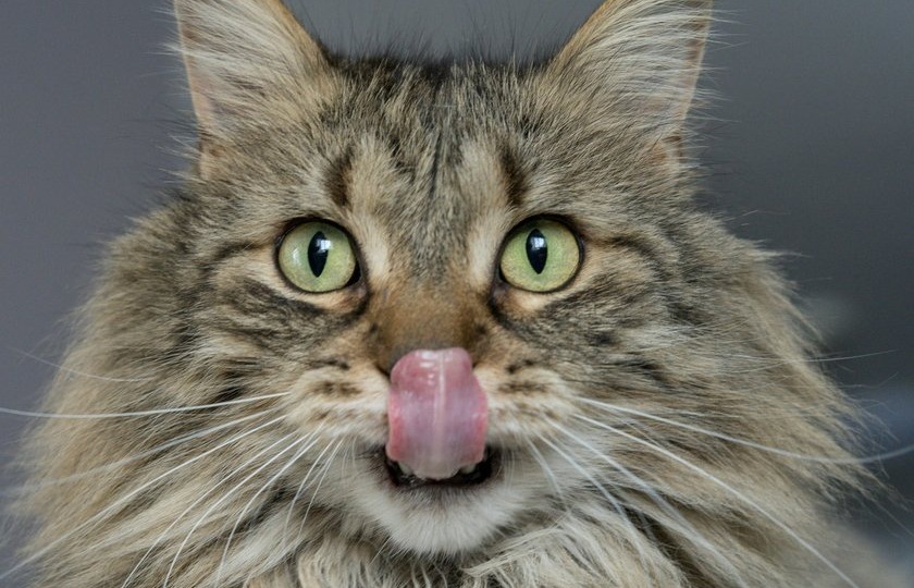 Кошки помогут ученым раскрыть тайны старения мозга