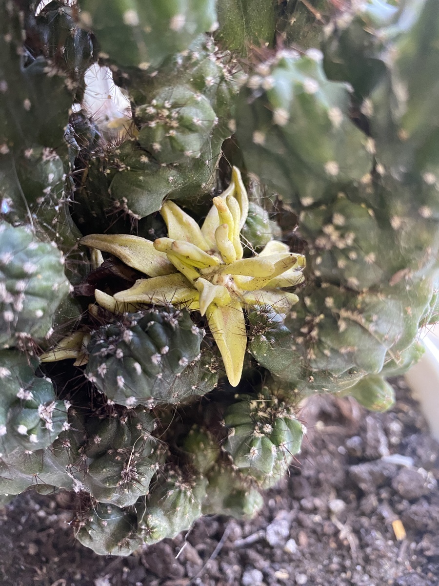 "Цветущий" кактус Татьяны.